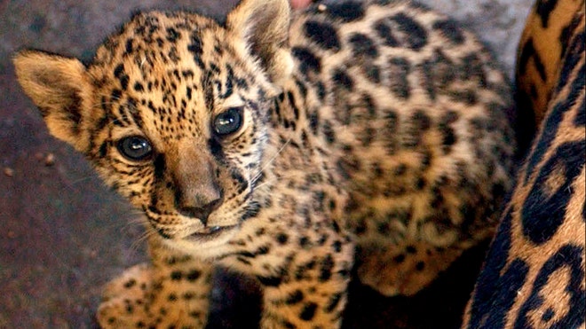 jaguar photo 3.jpg